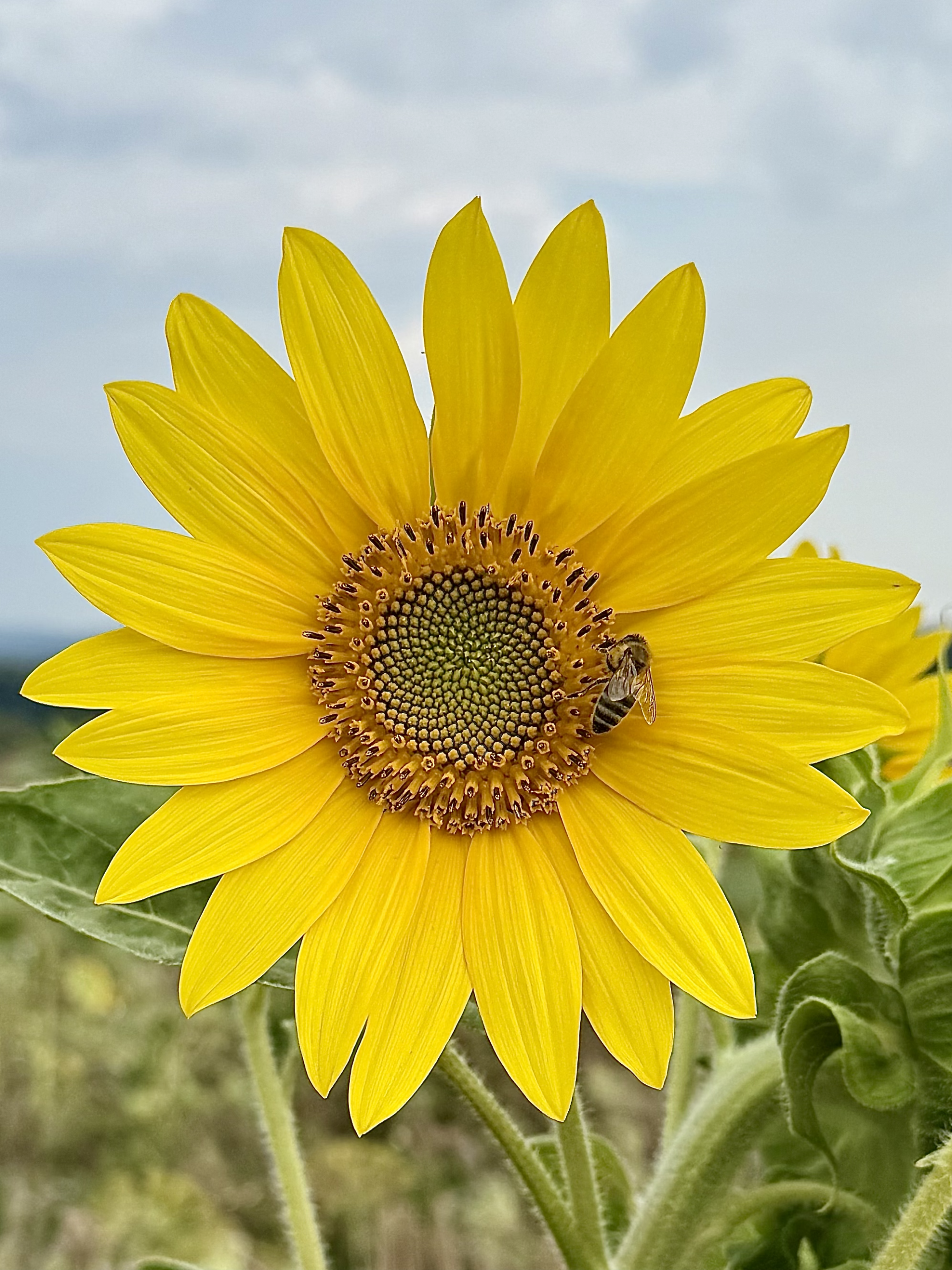 Naturbeobachtung im Garten mit Bienen und Sonnenblumen